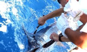 Data Logger survives 5 years at sea